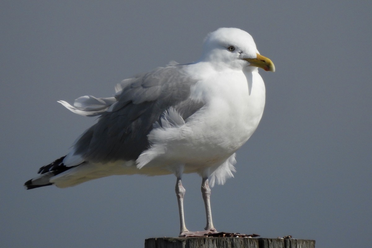 American Herring Gull - ML632706151