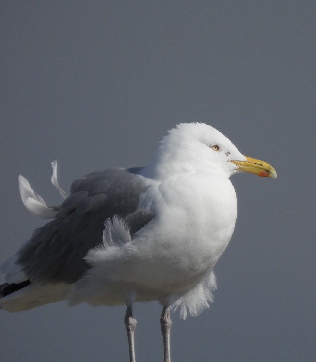 American Herring Gull - ML632706152