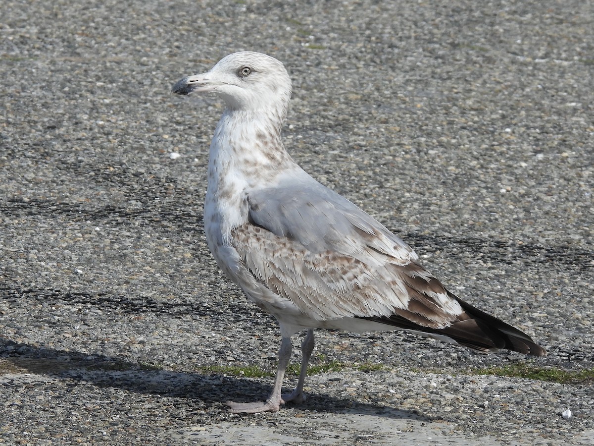American Herring Gull - ML632706154