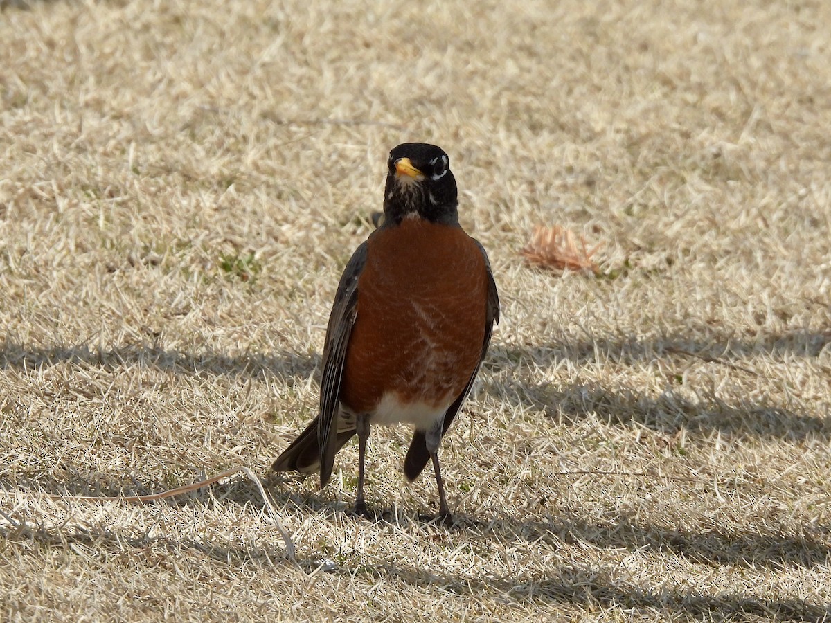 American Robin - ML632706158