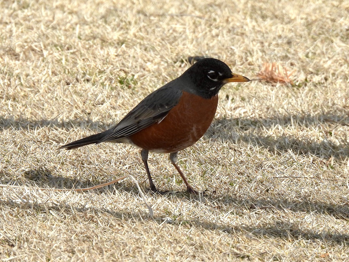 American Robin - ML632706159