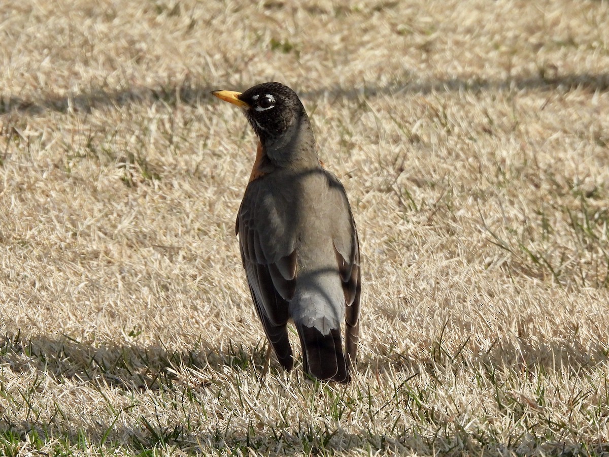 American Robin - ML632706160