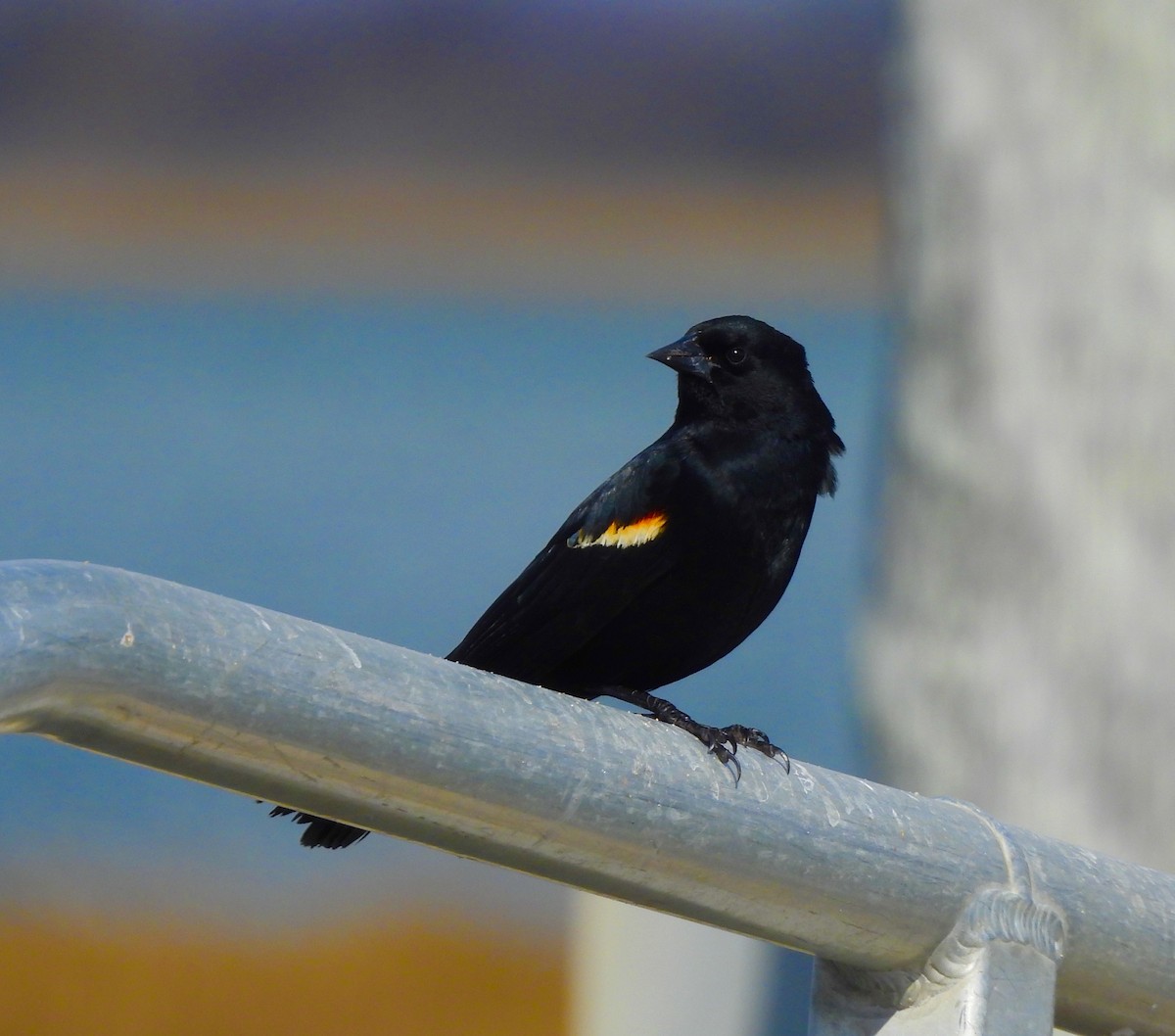 Red-winged Blackbird - ML632706171