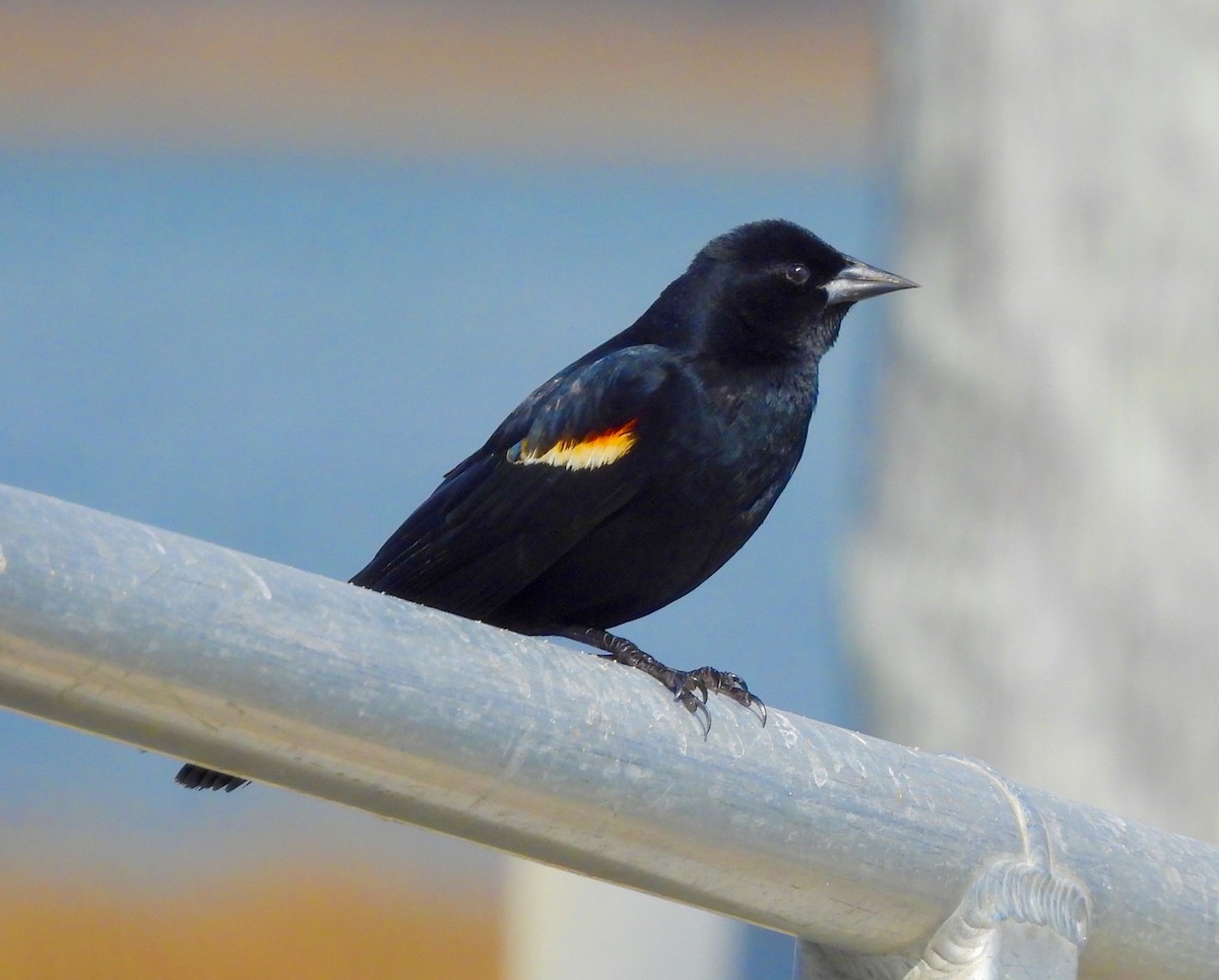 Red-winged Blackbird - ML632706172