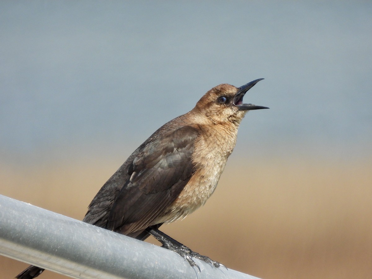 Boat-tailed Grackle - ML632706175