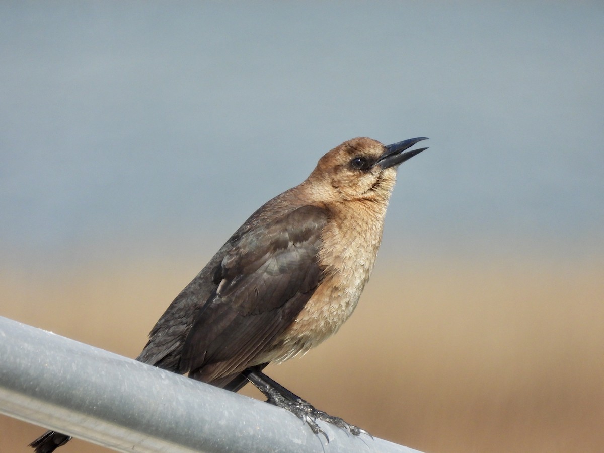 Boat-tailed Grackle - ML632706176