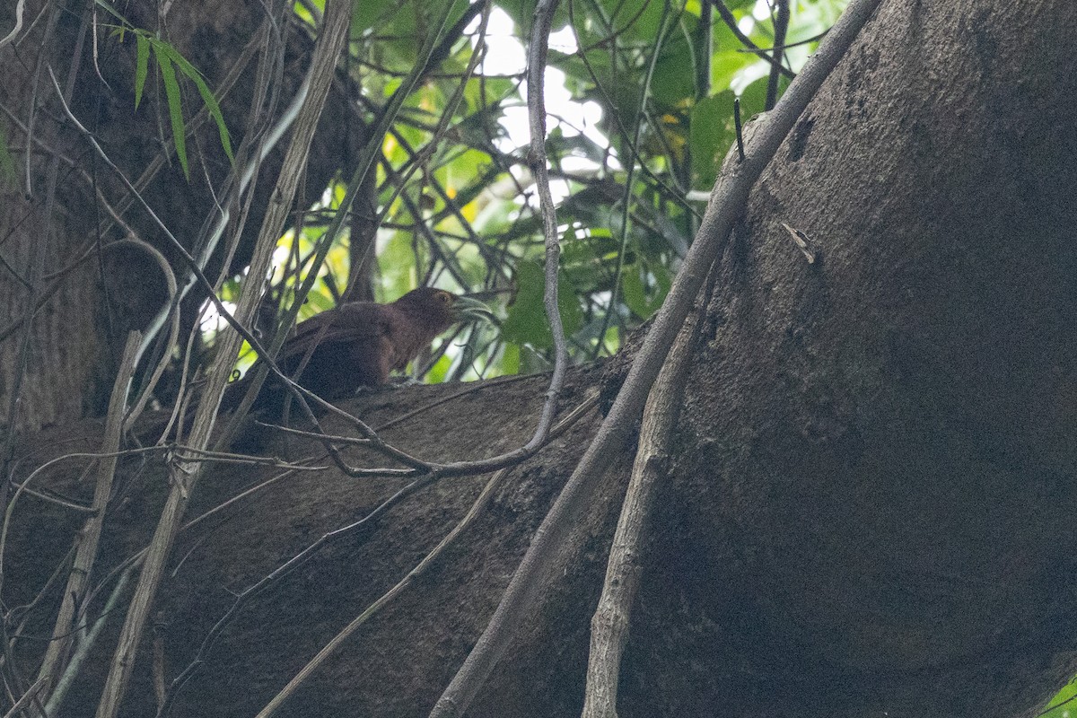 Rufous Coucal - ML632706206