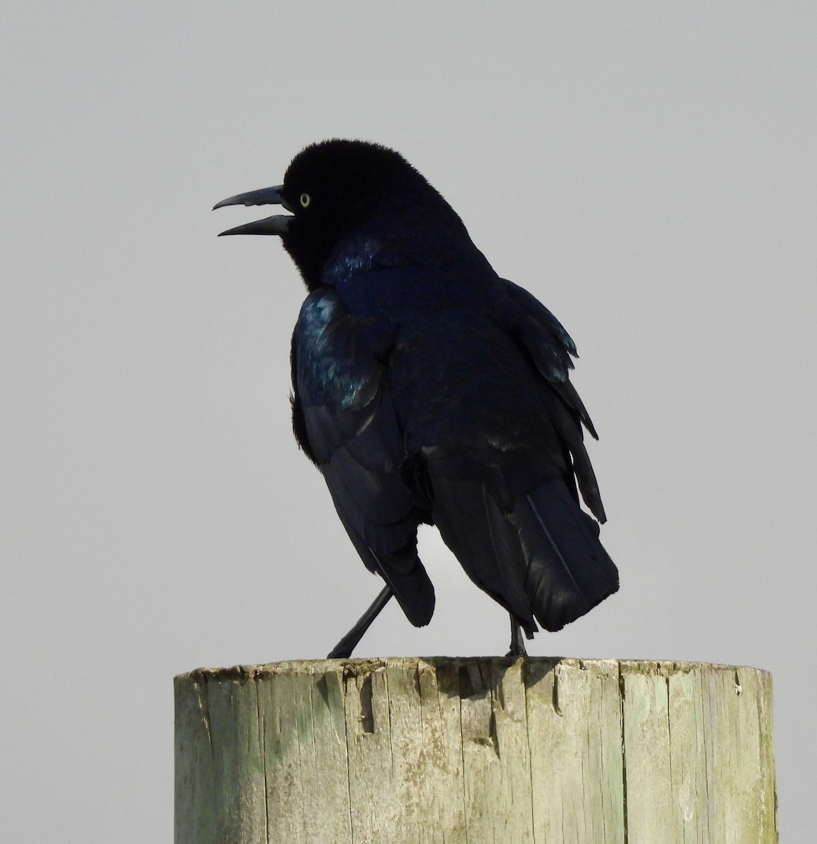 Boat-tailed Grackle - ML632706238