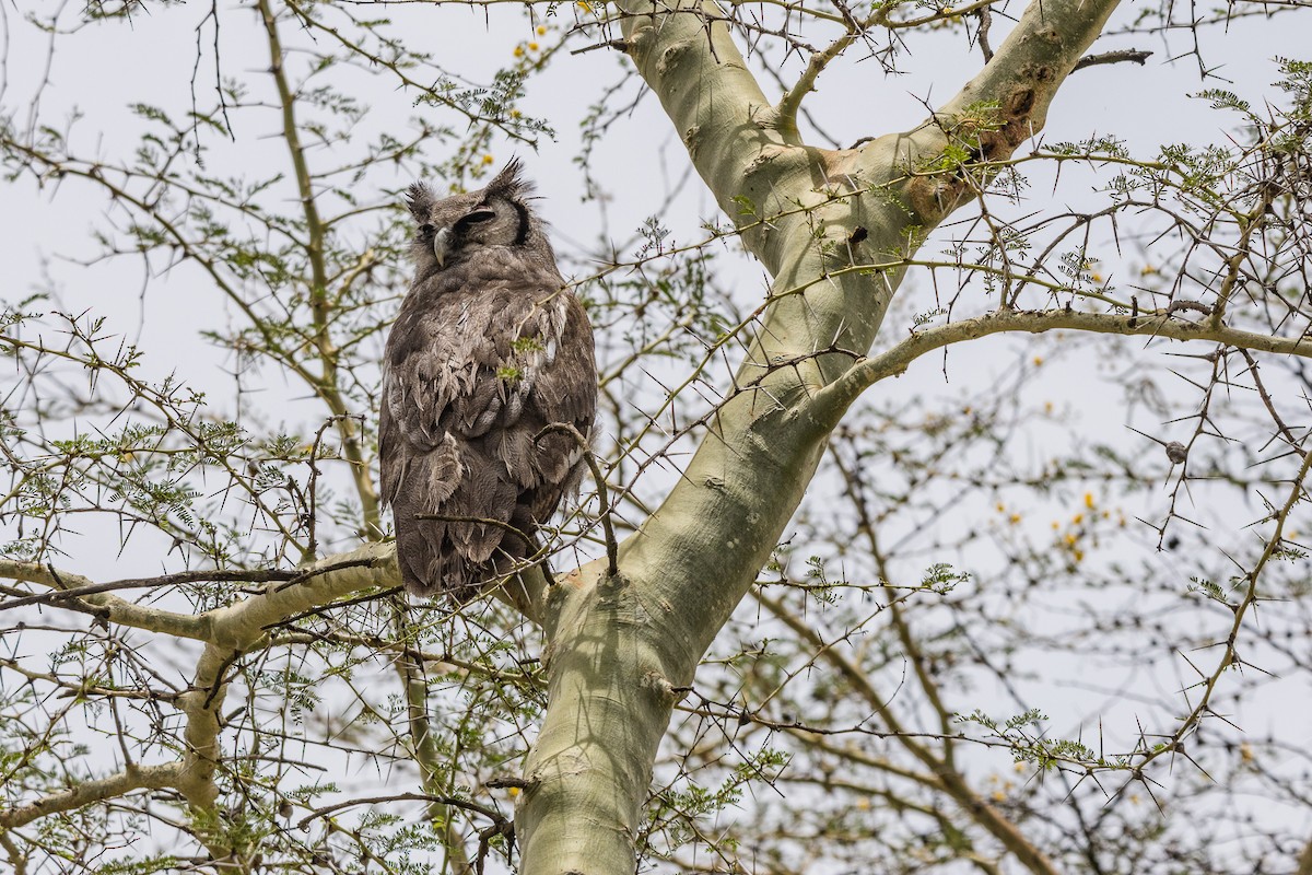 Spotted Eagle-Owl - ML632706320