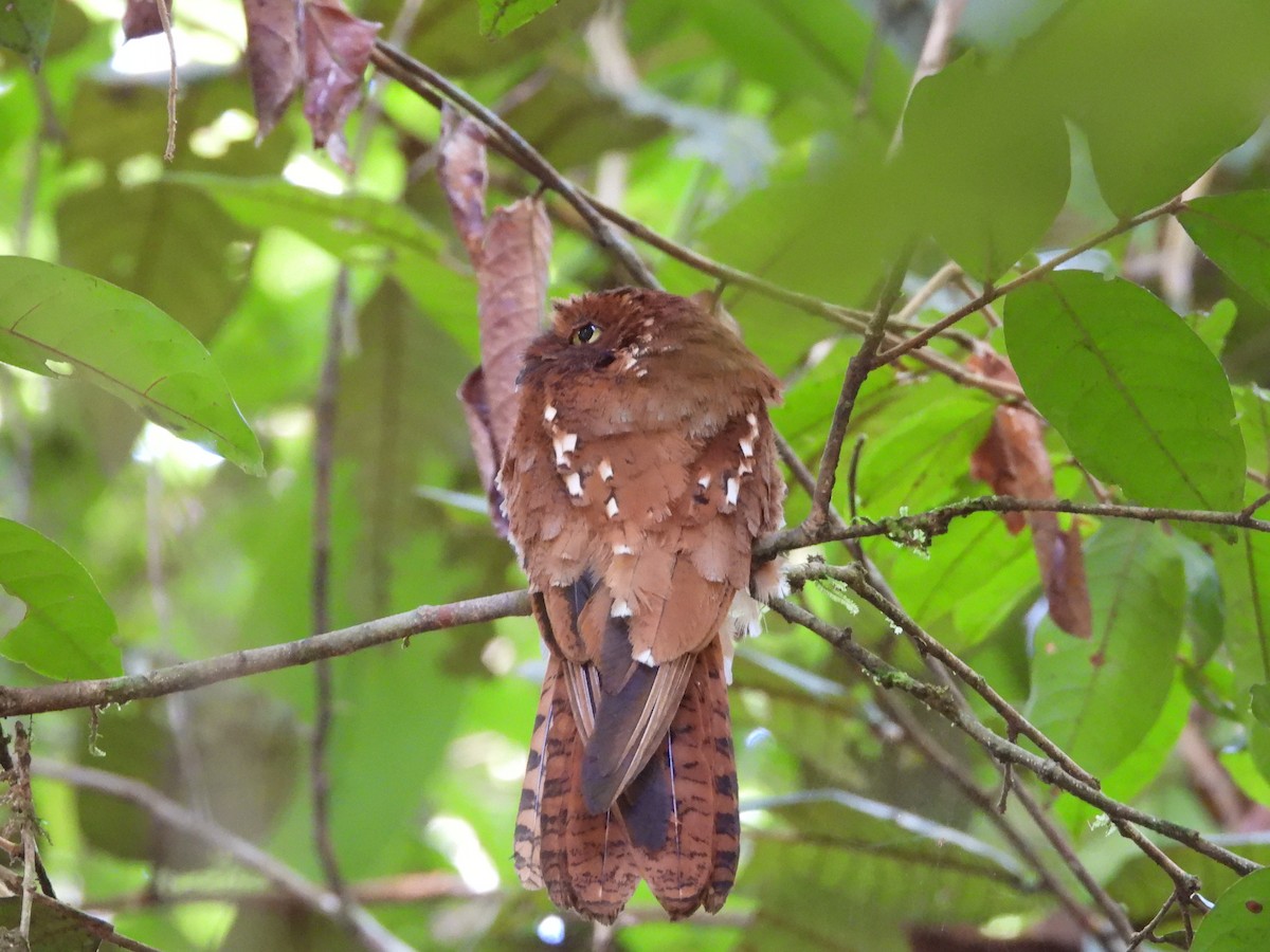 Rufous Potoo - ML632706390