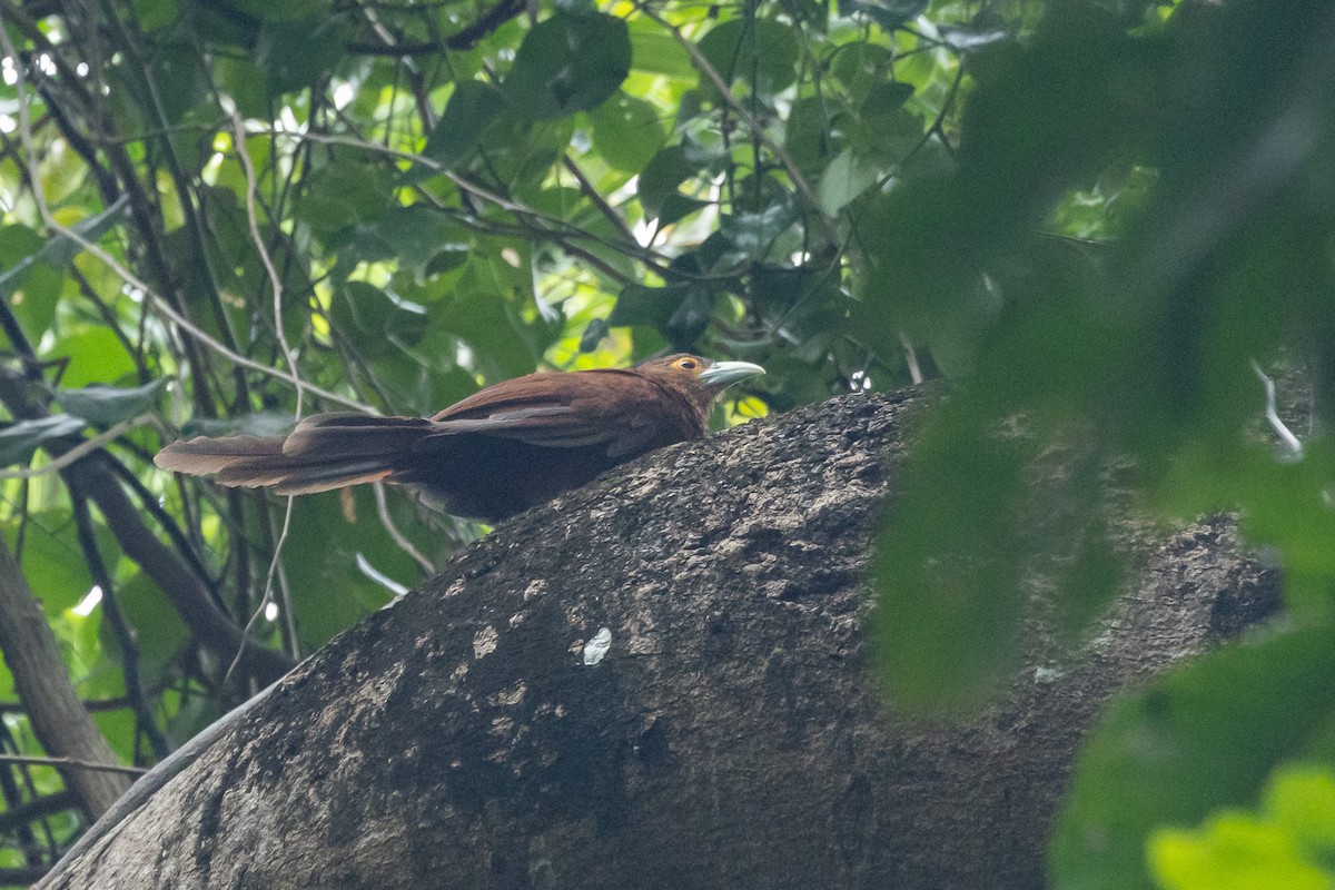 Rufous Coucal - ML632706415