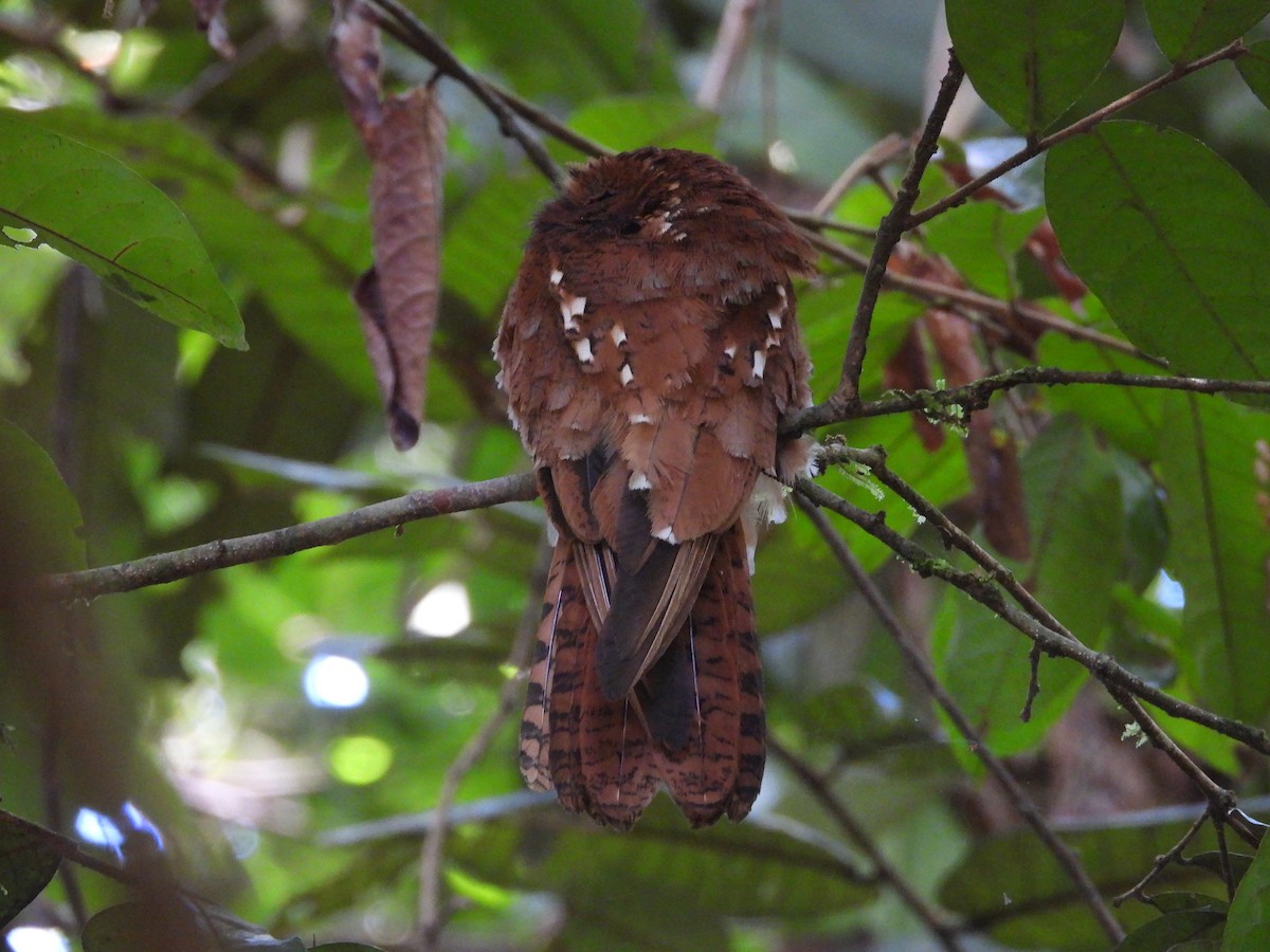 Rufous Potoo - ML632706423