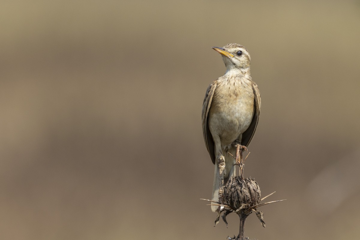 Paddyfield Pipit - ML632706591