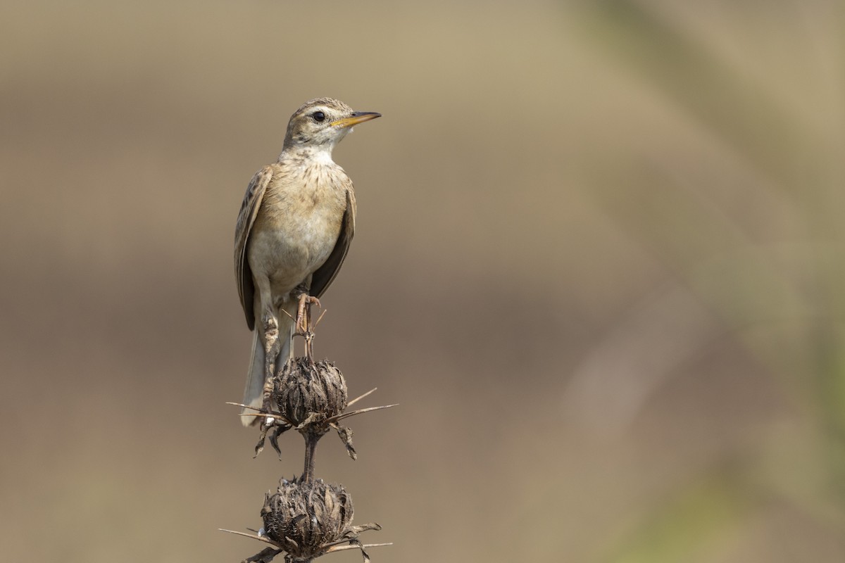 Paddyfield Pipit - ML632706598