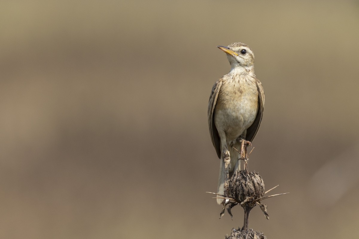 Paddyfield Pipit - ML632706599