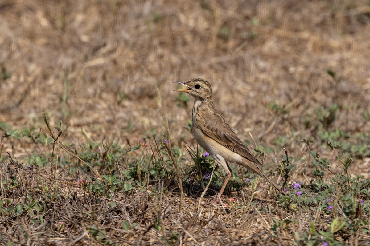 Paddyfield Pipit - ML632706609