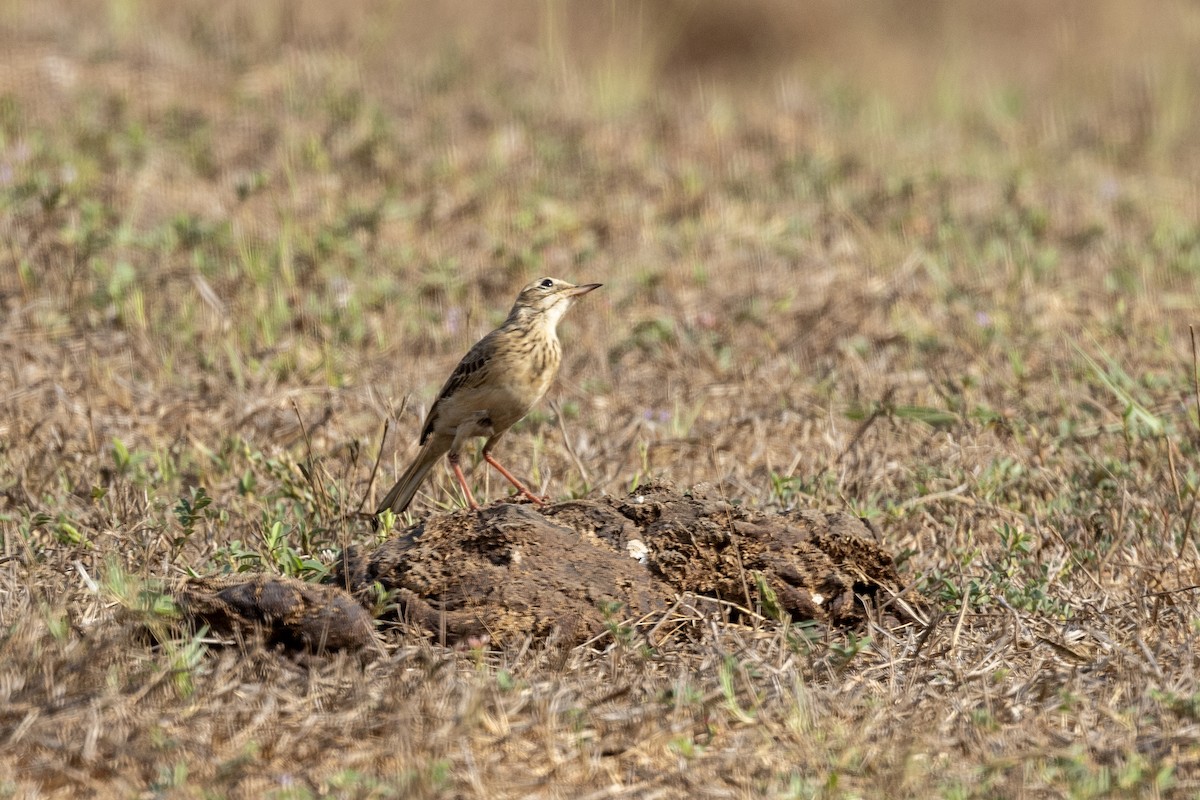 Paddyfield Pipit - ML632706748