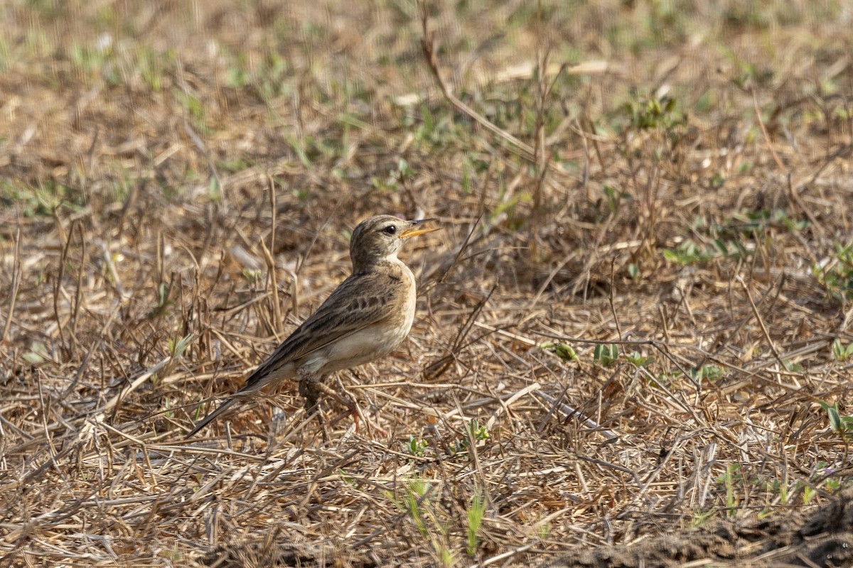 Paddyfield Pipit - ML632706750