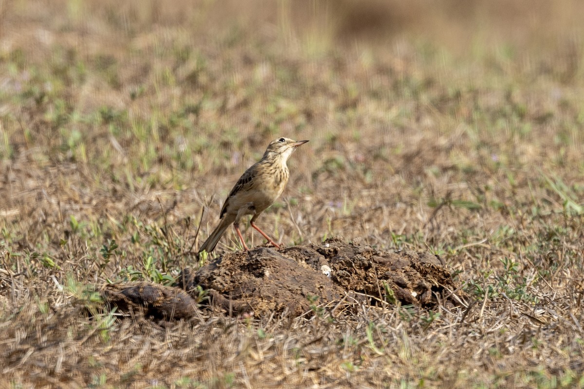 Paddyfield Pipit - ML632706751
