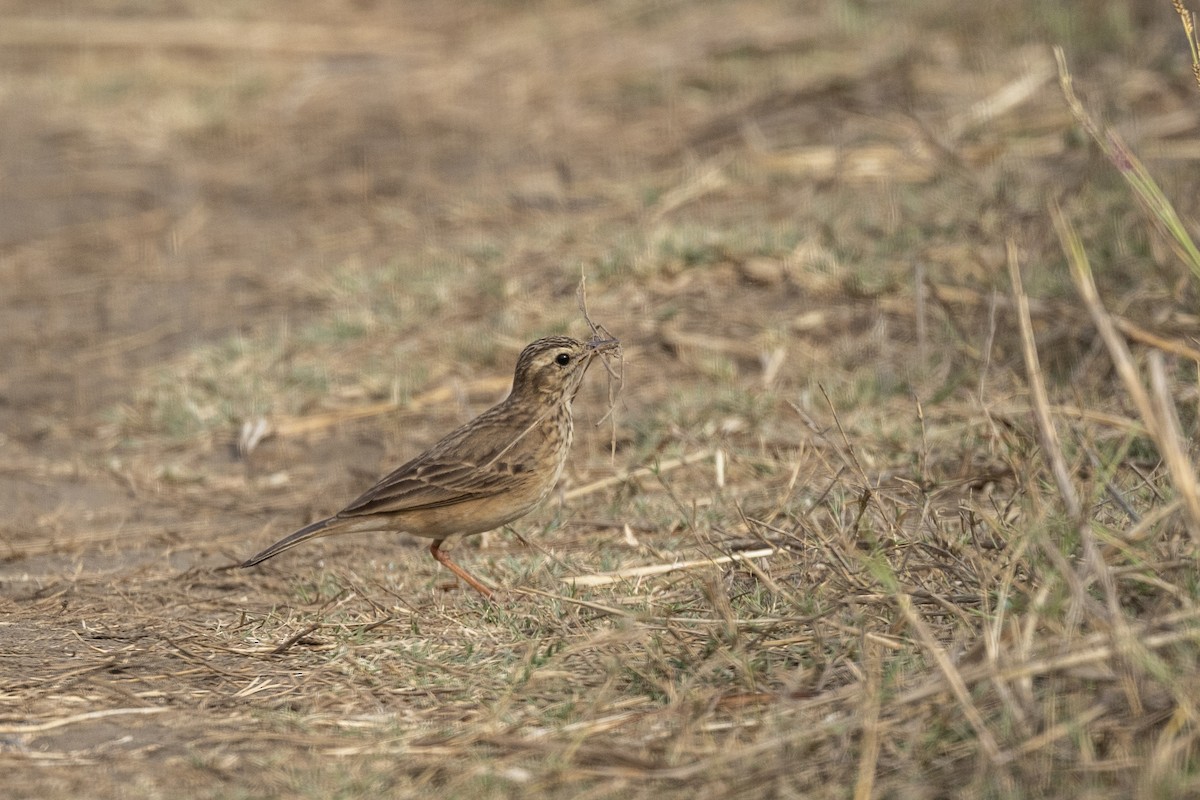 Paddyfield Pipit - ML632706775