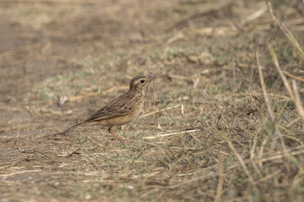 Paddyfield Pipit - ML632706776