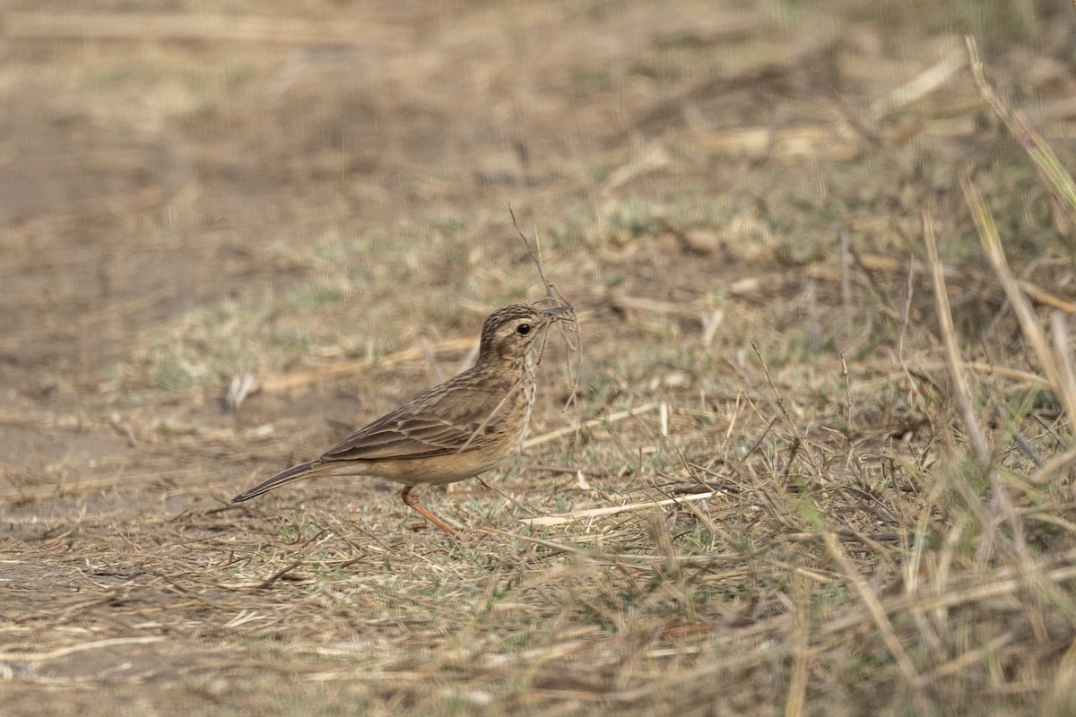 Paddyfield Pipit - ML632706777