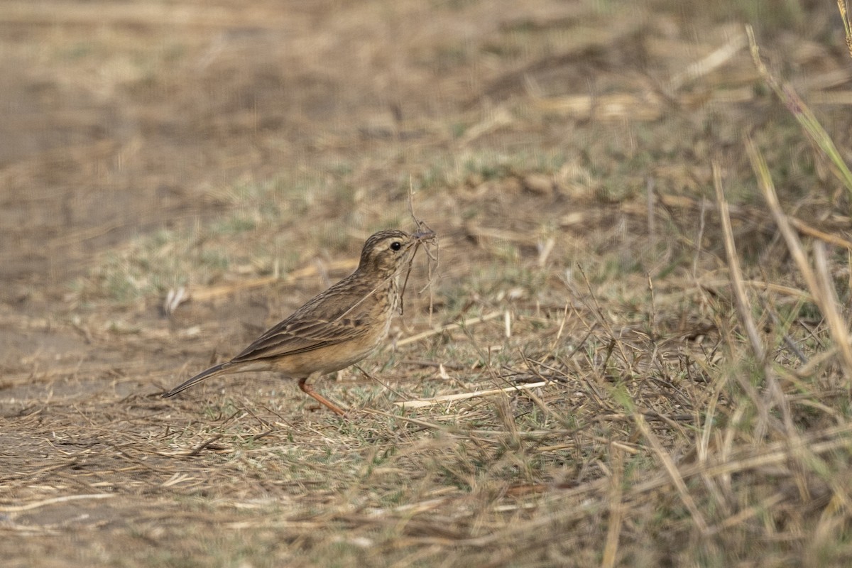 Paddyfield Pipit - ML632706778