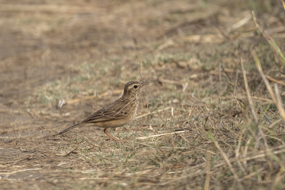 Paddyfield Pipit - ML632706779
