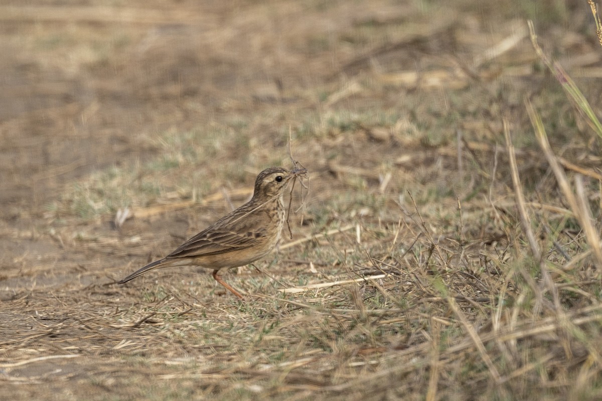Paddyfield Pipit - ML632706781