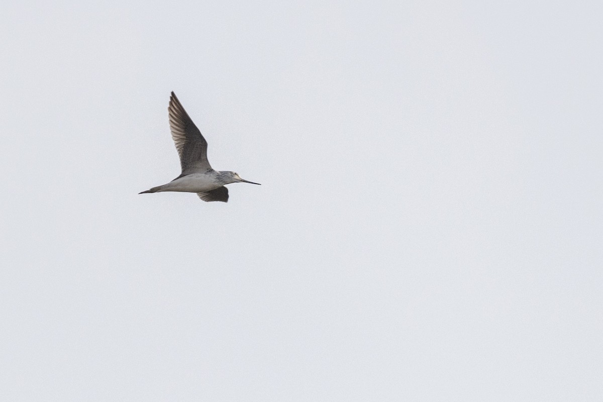 Common Greenshank - ML632706790