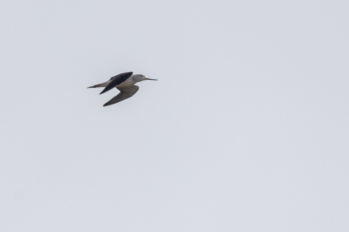Common Greenshank - ML632706791