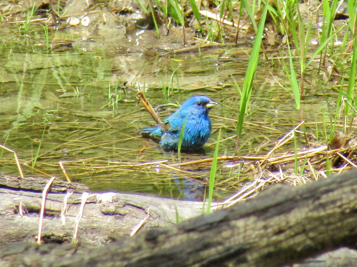 Indigo Bunting - ML632706797