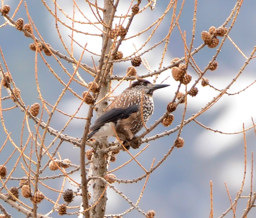 Самарч шаазгай - ML632706837