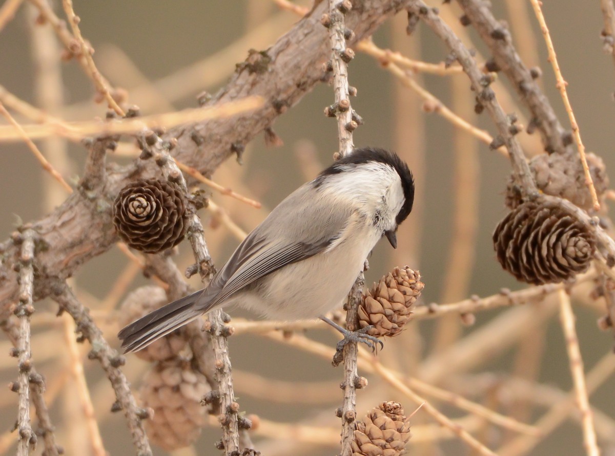 Хүрэн толгойт хөх бух - ML632706852