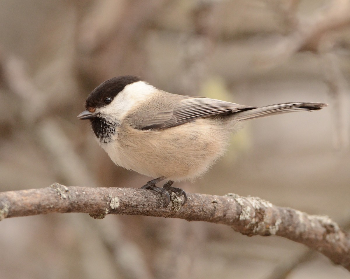 Хүрэн толгойт хөх бух - ML632706853