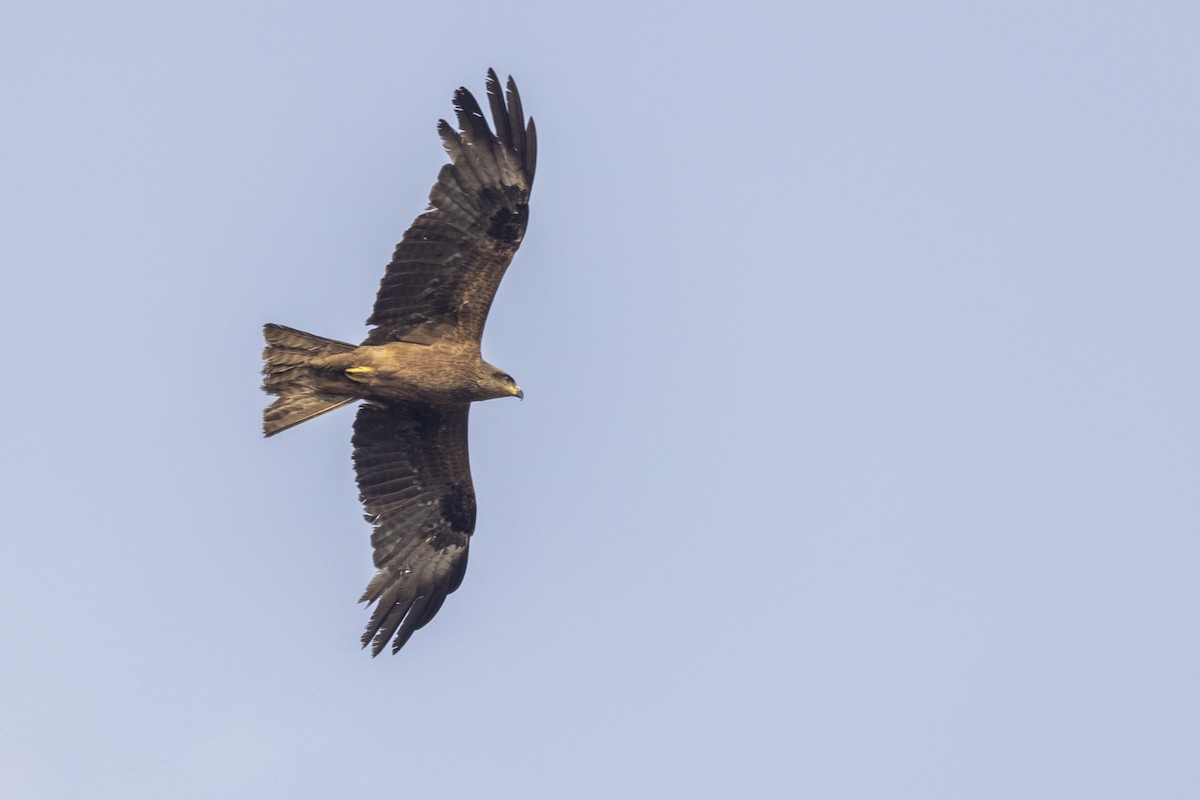 Black Kite - ML632706906