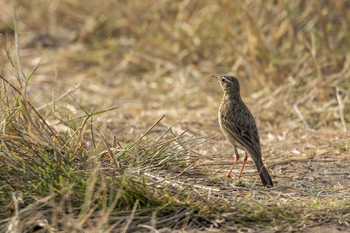 Paddyfield Pipit - ML632706916