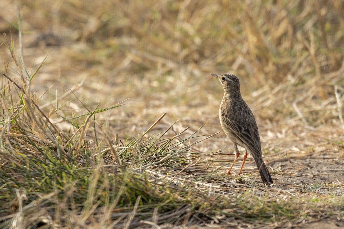 Paddyfield Pipit - ML632706917