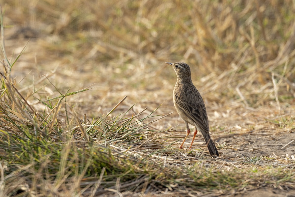 Paddyfield Pipit - ML632706918