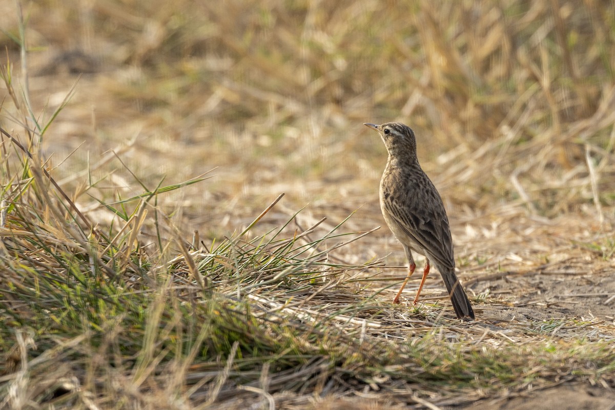 Paddyfield Pipit - ML632706919