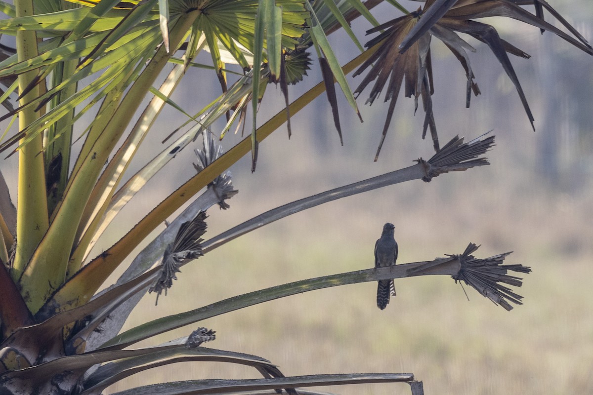 Gray-bellied Cuckoo - ML632706928