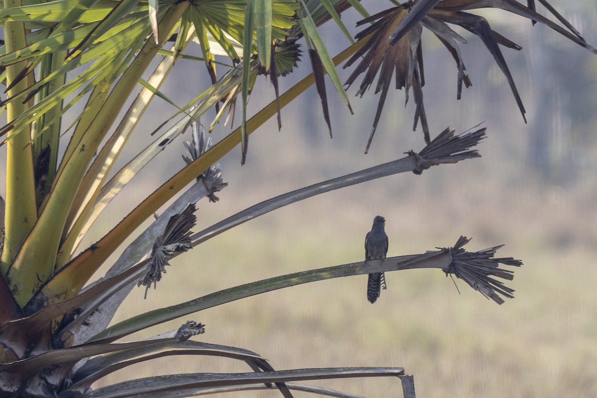 Gray-bellied Cuckoo - ML632706929