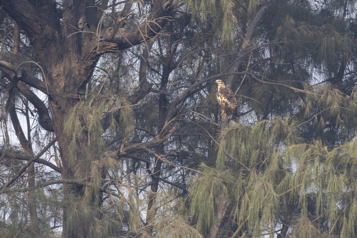 Oriental Honey-buzzard - ML632706935
