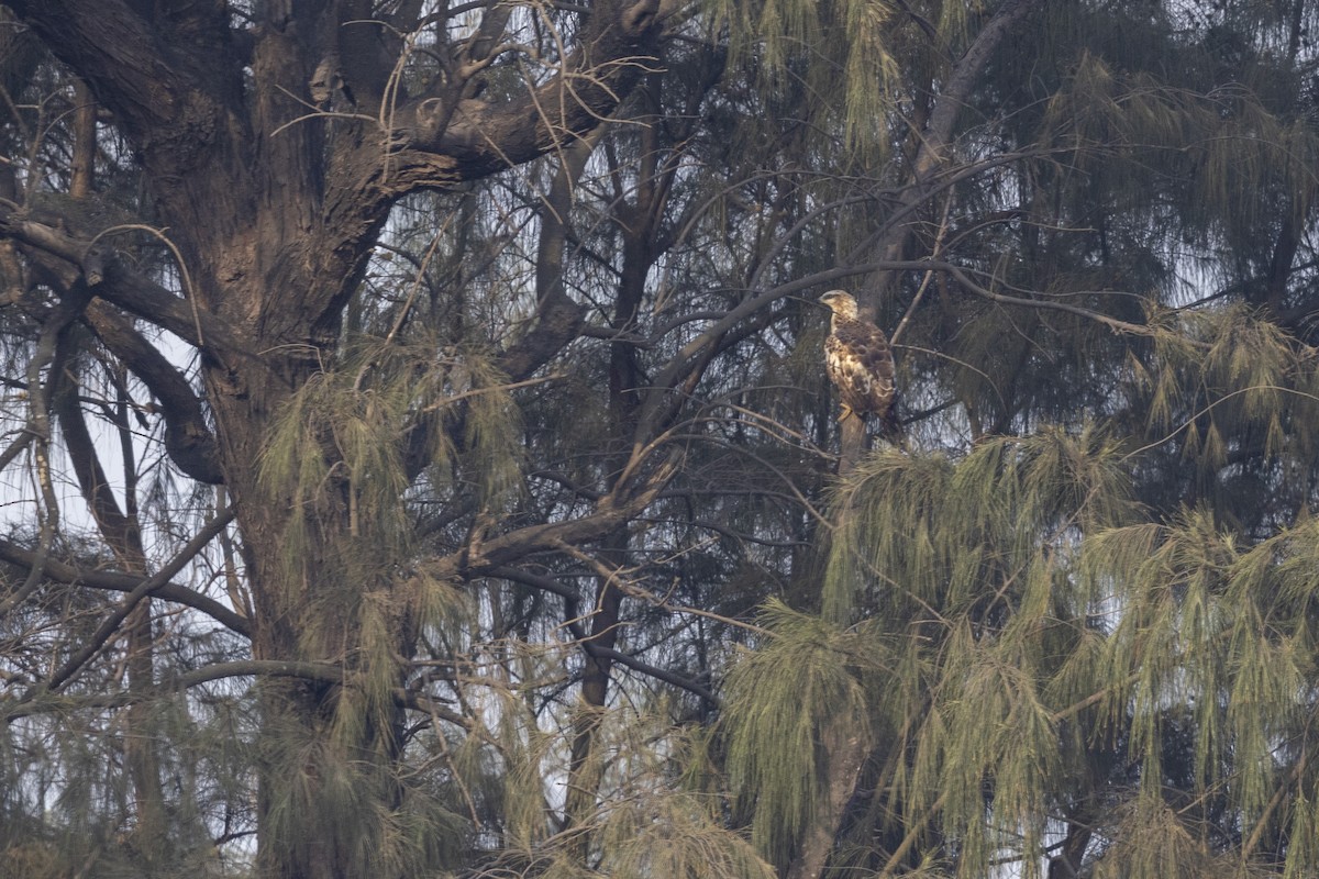 Oriental Honey-buzzard - ML632706936