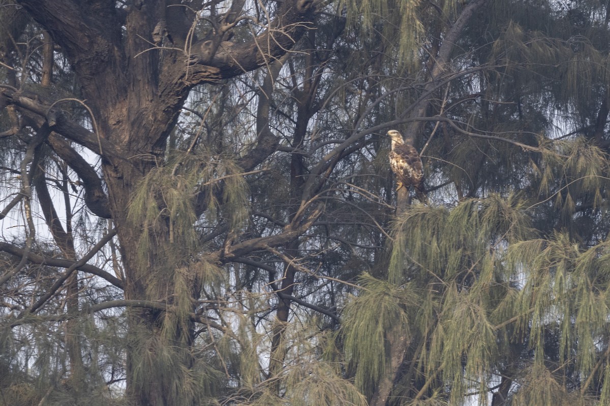 Oriental Honey-buzzard - ML632706937