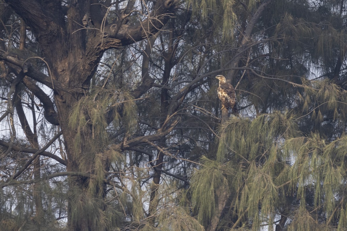 Oriental Honey-buzzard - ML632706938