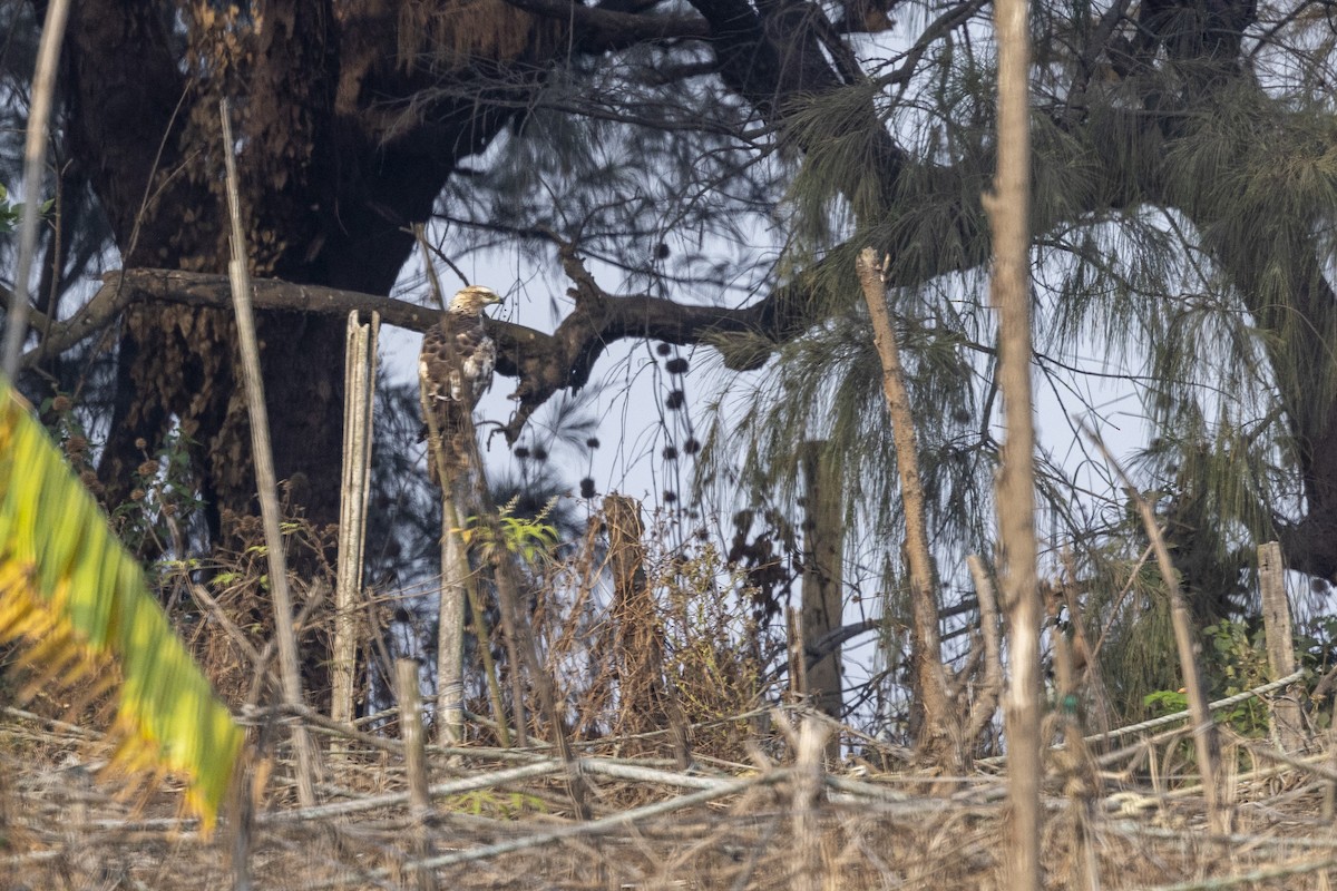 Oriental Honey-buzzard - ML632706939