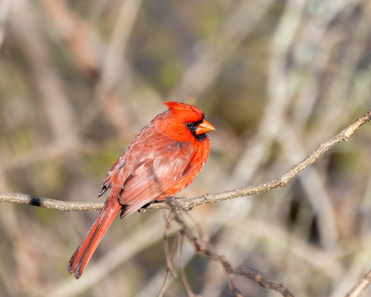 Northern Cardinal - ML632706955