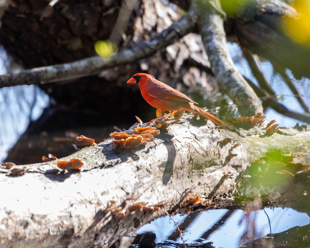 Northern Cardinal - ML632706956