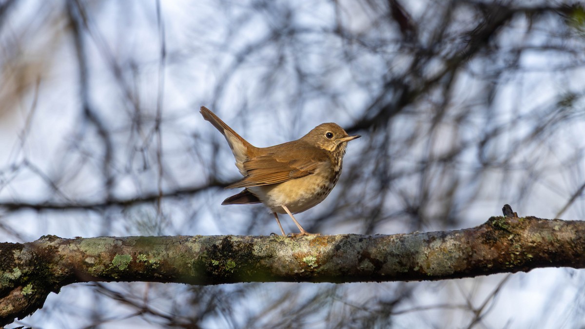 Hermit Thrush - ML632706961